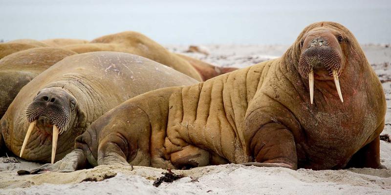 北京电信5G+智慧教育：数据中心与家庭光纤如何重塑远程课堂与校园安全